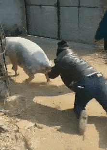 搞笑gif:今天抓到一只小熊,大家看看还满意吗