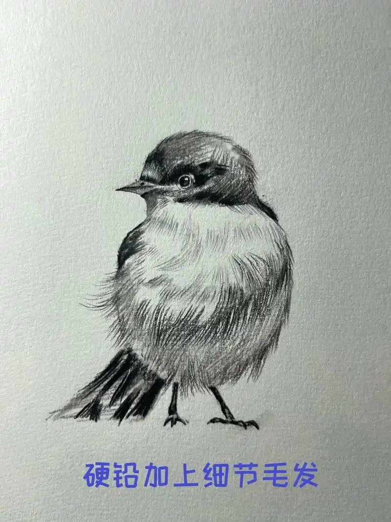 素描小鸟的画法.周末又到了,超简单的小鸟画法步骤教会你,快点 - 抖音