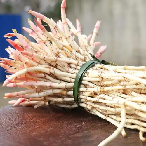 折耳根贵州特产鱼腥草新鲜野生凉拌四川节儿根节节根侧儿根2斤【图片