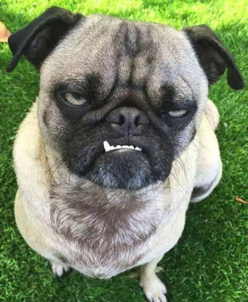 当巴哥有这7个表现,说明它正在暗中"讨厌"你,要注意了