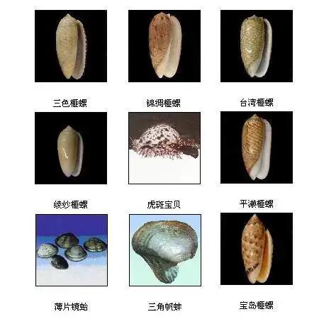 超全贝类图鉴:再也不怕海鲜摊主不告诉我贝壳名字啦～收藏