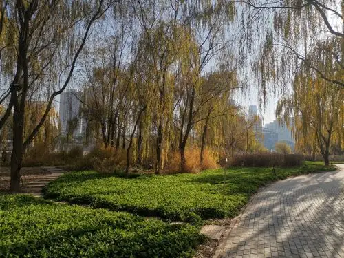 滨河路绿色长廊