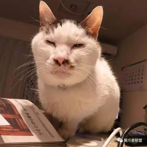 你见过最丑的猫丑到什么程度了