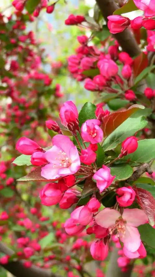 海棠花绚丽绽放 20180405王克勤摄于北京元大都城垣遗址公园