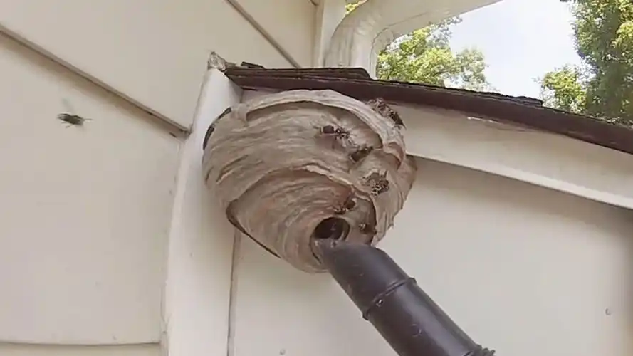 老外用吸尘器捣马蜂窝,意想不到的画面出现了,镜头拍下全过程!