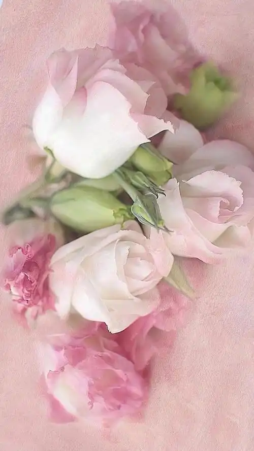 唯美图片‖玫瑰花.,玫瑰花图片大全(唯美玫瑰花手机壁纸)