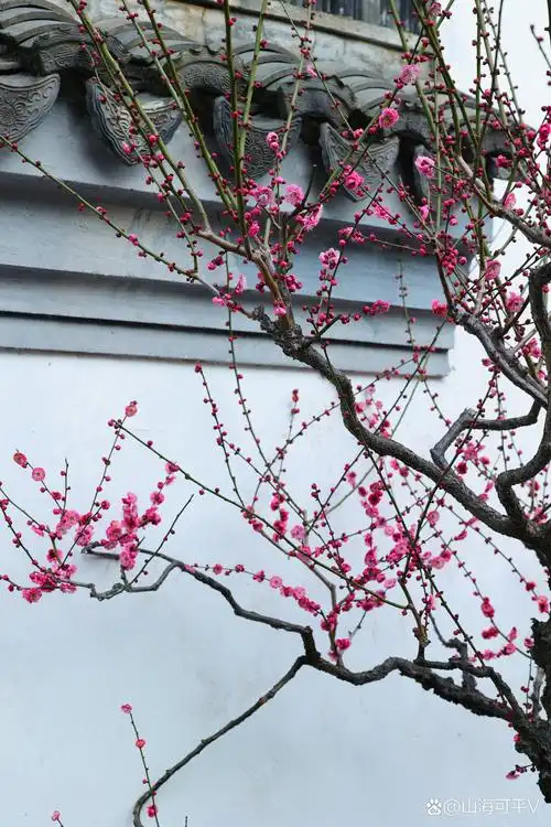 冬日里的小确幸,与红梅有个约会