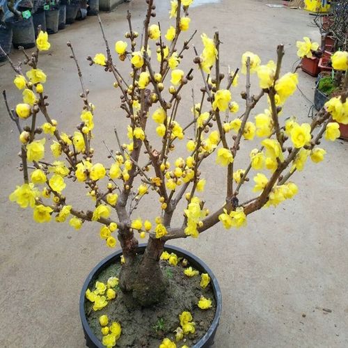旺之春腊梅盆素心腊梅盆栽腊梅花树苗浓香型室内秋冬季室外庭院老桩