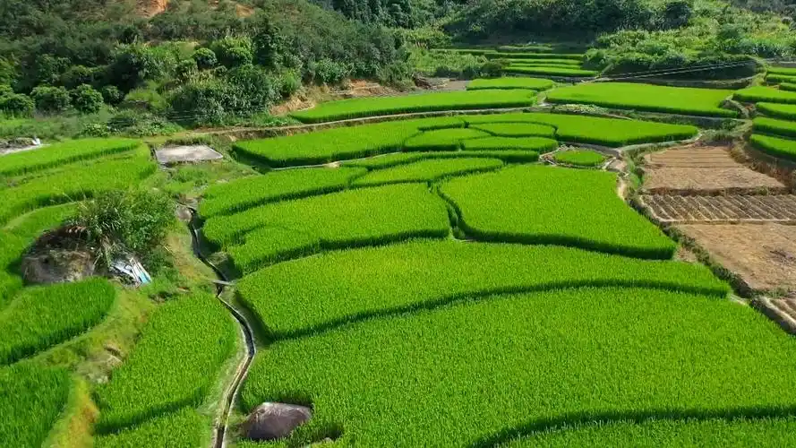 太美啦龙廷乡千亩稻田绿意盎然乡村美景如诗如画