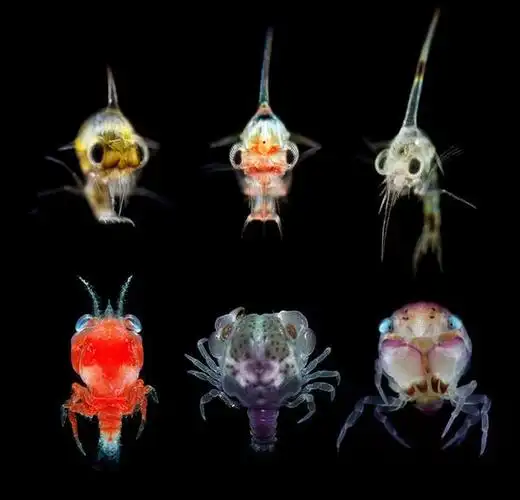 有哪些奇特的深海生物? - 知乎