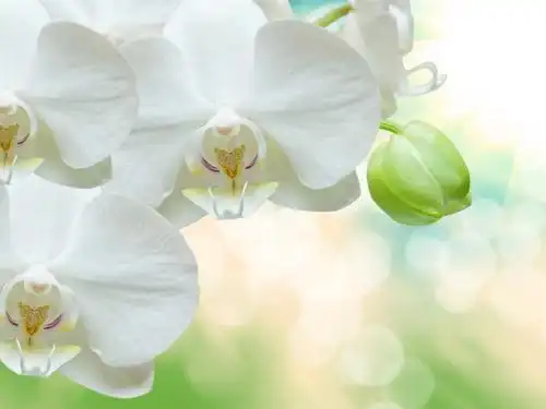 纯洁美丽的白色蝴蝶兰1920x1080分辨率查看