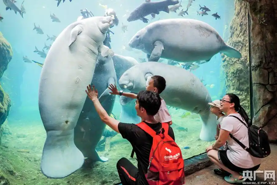 全国首例雌性小西非海牛珠海诞生 首次发现两大海牛验孕法