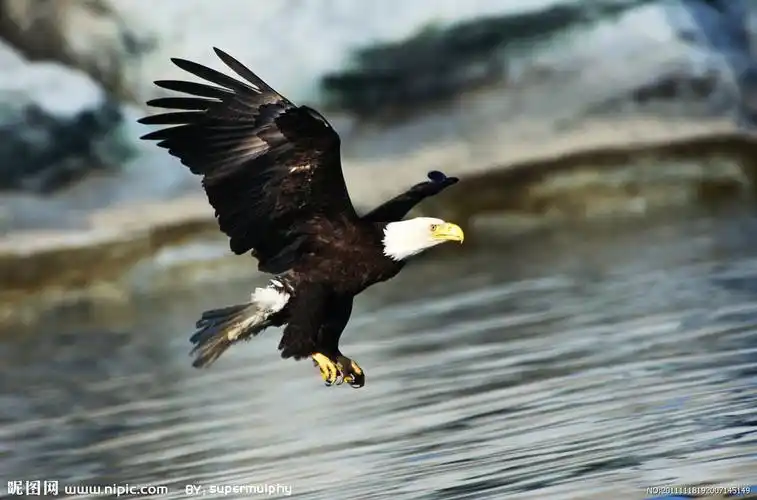 飞翔老鹰图片