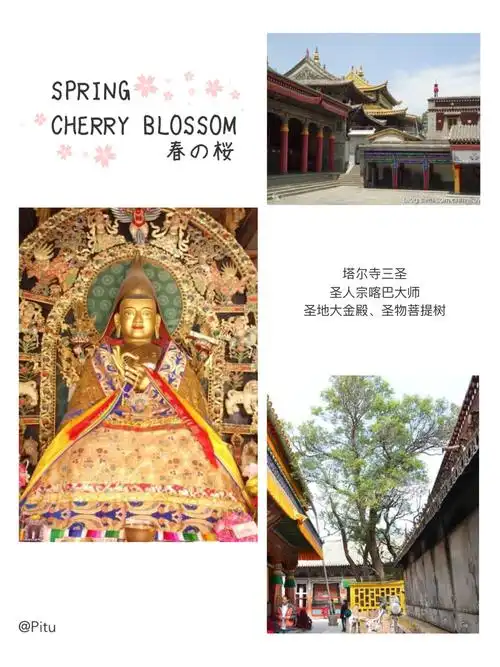 塔尔寺还有三圣:圣人是宗喀巴大师,圣地为大金殿,圣物是菩提树.