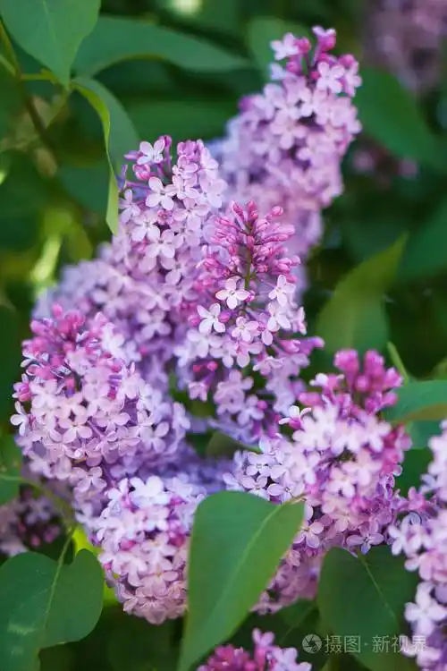 花园里盛开的丁香树