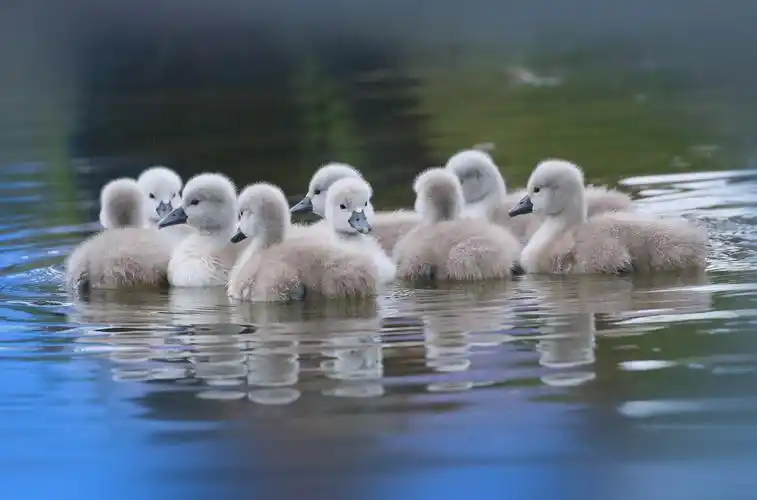 疣鼻天鹅萌宝宝