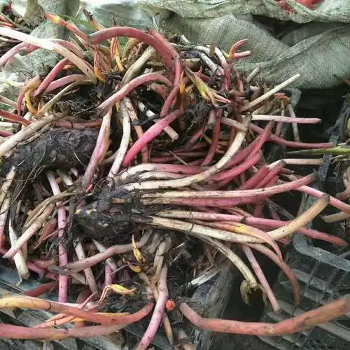 直销大睡莲睡莲根块水生植物迷你睡莲多色睡莲睡莲苗量大优惠