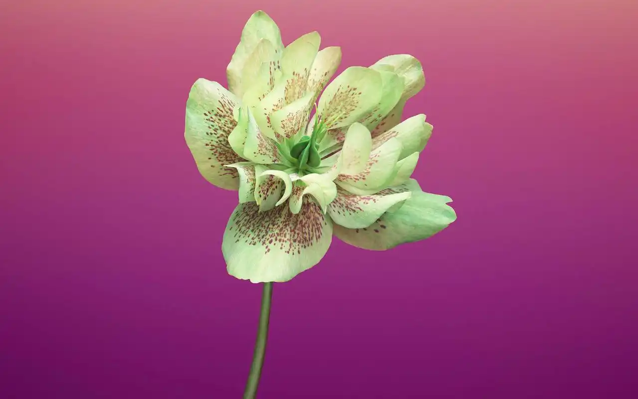 苹果ios11官方系统最新主题桌面壁纸图片