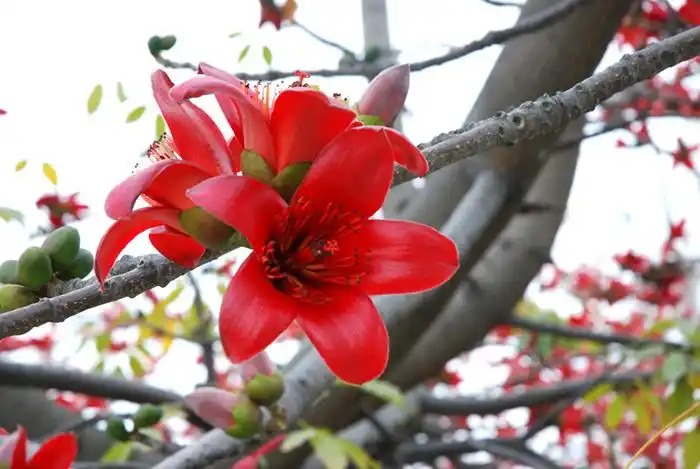 美丽的木棉花 (2/7)