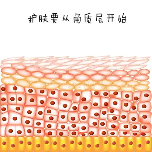 皮肤的重要保护屏障角质层