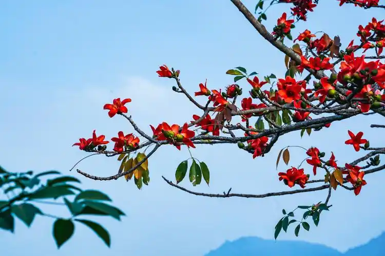 海南掠影(四)一一昌江木棉花