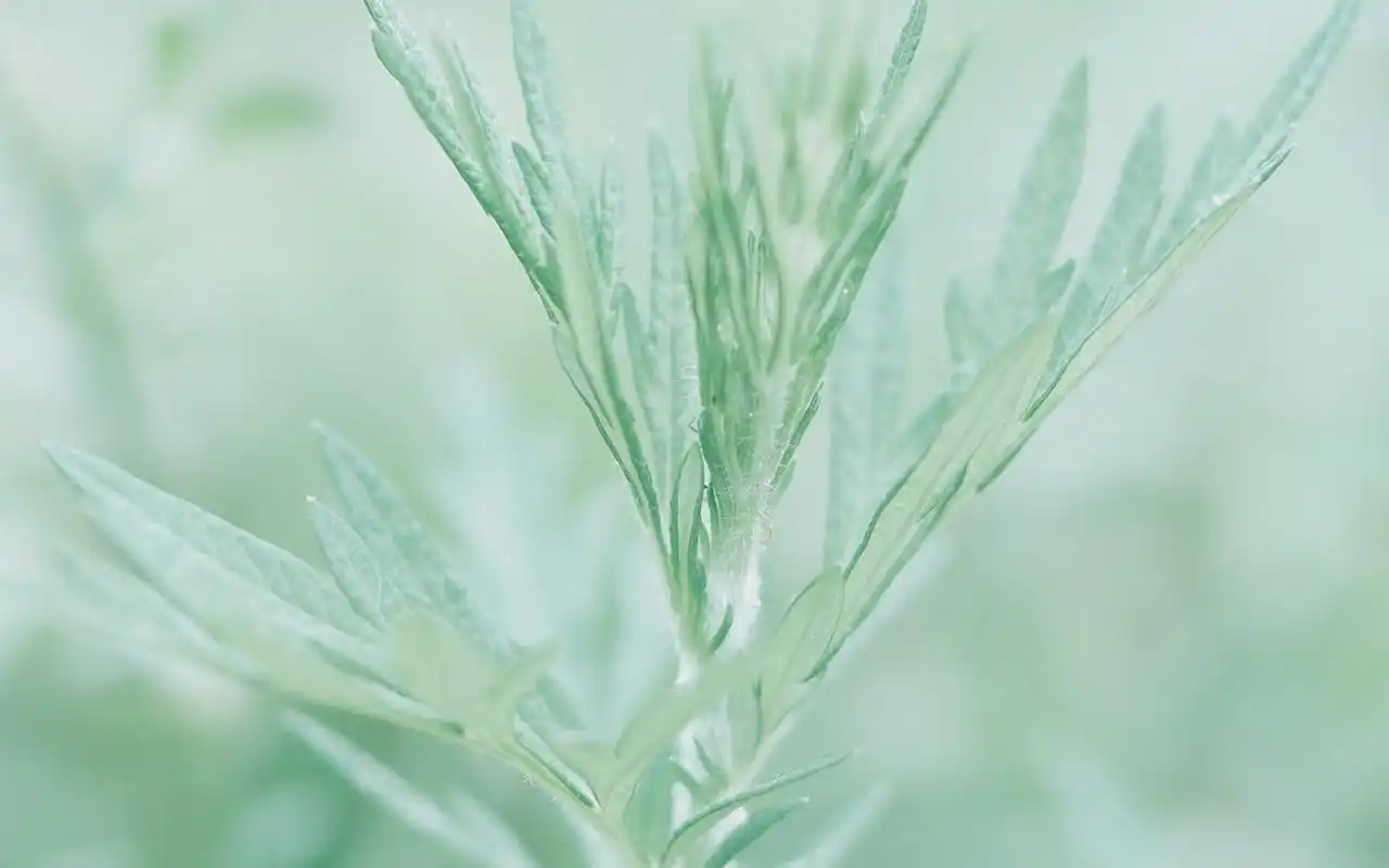 小清新护眼高清电脑桌面壁纸图片