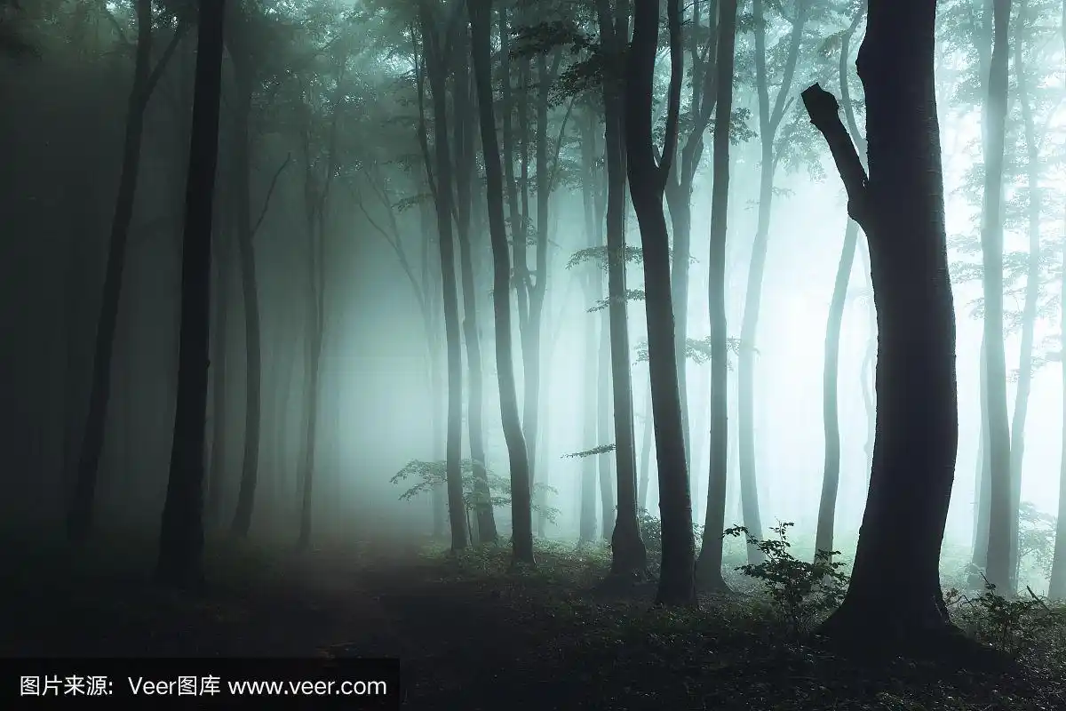 阴森森的雾蒙蒙的森林小径.深色树木的轮廓,强光从右边照射进来.
