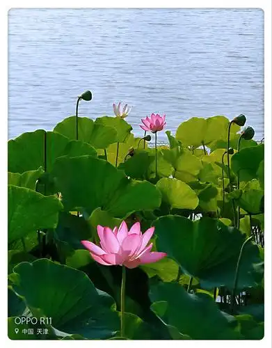 水上公园荷花景色拍照留影精选