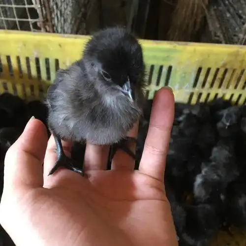 广东五黑鸡鸡苗 孵化场批发鸡苗 鸭苗 鹅苗 五黑鸡苗价格实惠