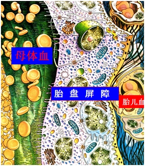 性,使一些物质不能直接通过胎盘而进入胎儿体内,这就是胎盘屏障的作用