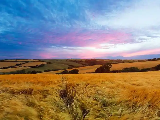 首页 自然和风景 夏天 场,天空,夏天,自然景观 壁纸 场,天空,夏天