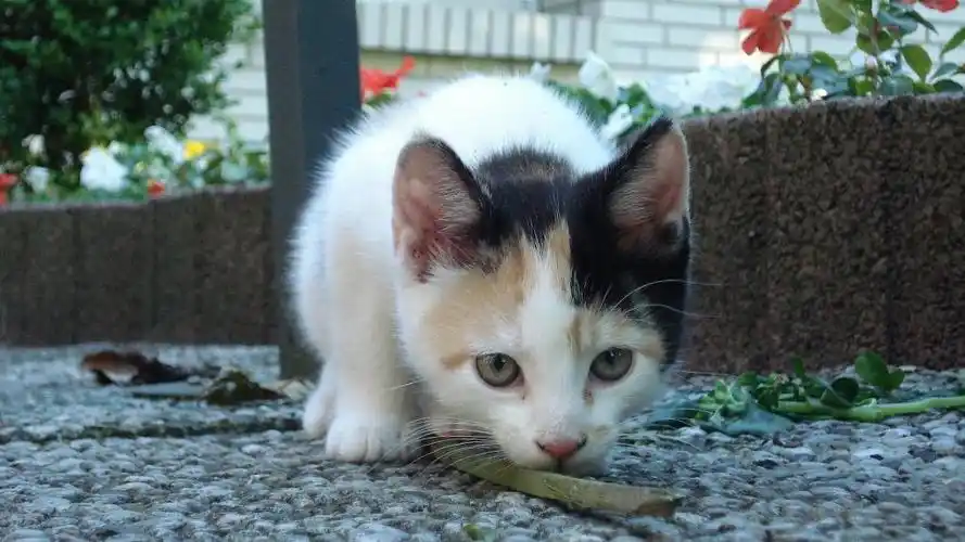 令人喜爱的小猫咪