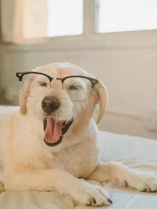 狗狗高清照片来啦