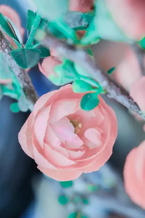 《粉色海棠花》,清新而且脱俗. - 清雅2021 - 图虫