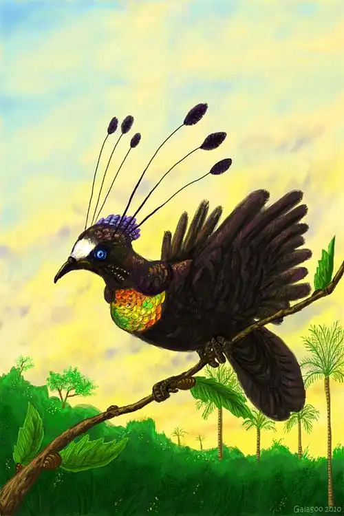 雀形目极乐鸟科六线风鸟属劳氏六线风鸟