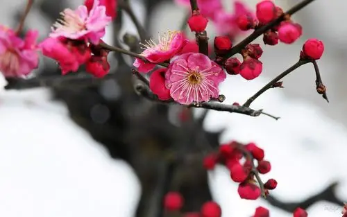 唯美意境梅花漂亮图片