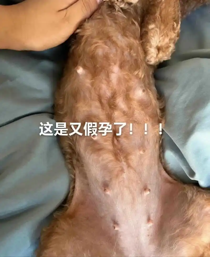 狗子老是假孕带它绝育,结果出意外了.我真的想打s我自己! - 抖音