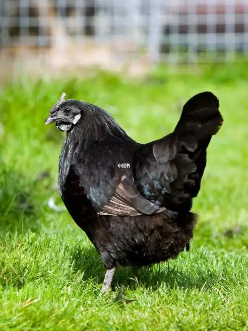 品尝明朝贡品五黑鸡