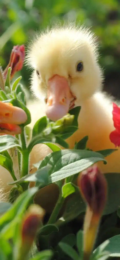 三只小鸭可爱的动物iphone壁纸