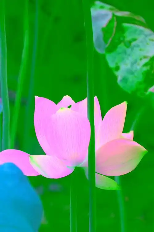 荷花- 一颗静心 - 图虫