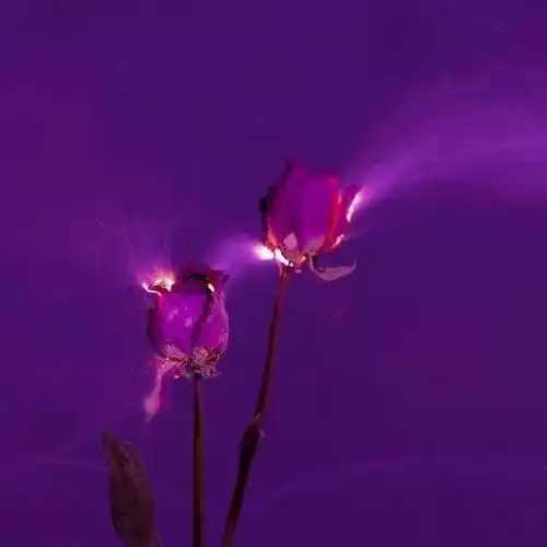 静静紫色唯美女生微信头像