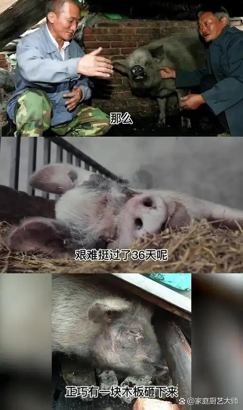 猪坚强:从废墟中挺过36天,现今如何诠释生命的力量 猪坚强,汶川地震中