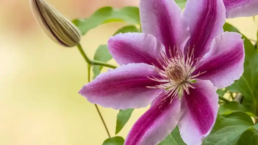 唯美好看花卉摄影高清植物桌面壁纸