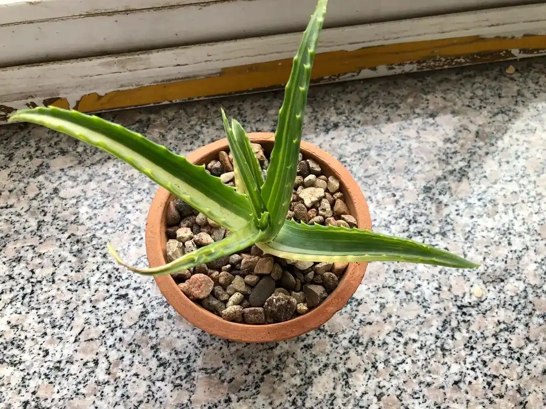 养了4年的木立芦荟锦成了我最好的消炎药. - 抖音