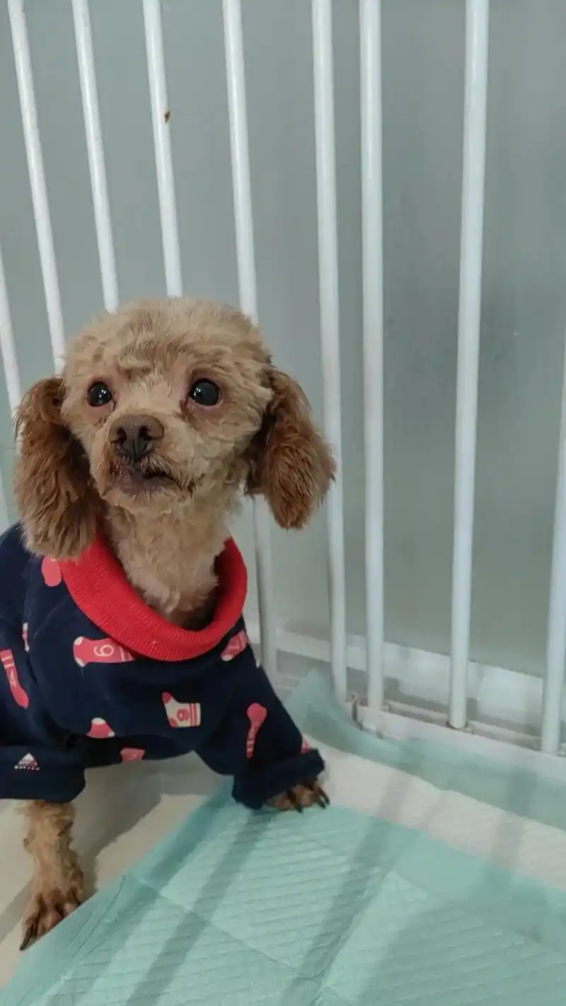 小体泰迪找领养 无偿