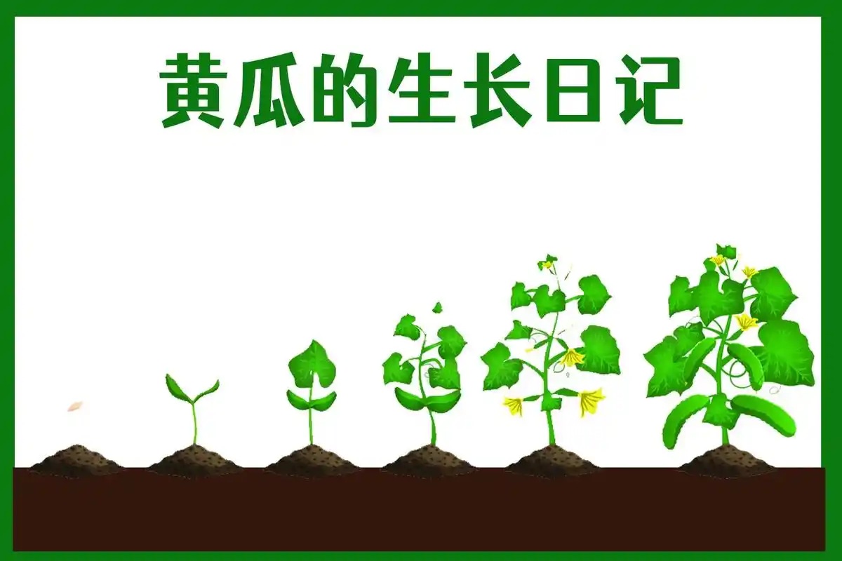 大蒜胡萝卜黄瓜生长日记过程手抄报线稿可打 - 抖音