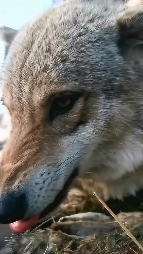 大公狼凶狠的眼神瞬间突袭了导演