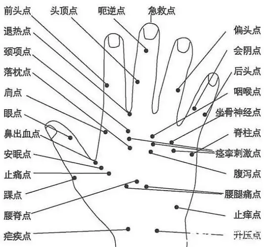 喉,气管及食管 胸部淋巴腺 前列腺或子宫 下身淋巴腺手背掌反射区