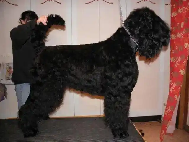 百科俄罗斯黑梗自信勇猛的黑武士