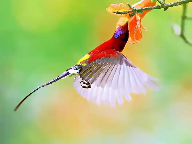 最美丽的鸟纲动物～天堂鸟